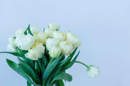 on white background a bouquet of white tulips