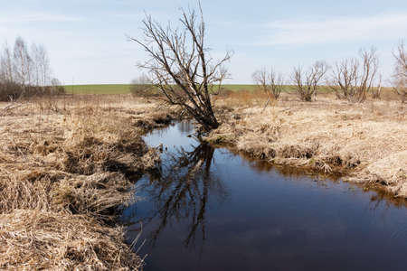 Reflection of dry wood in a small riverの写真素材
