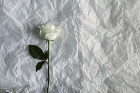 Flowers on crumpled white paper