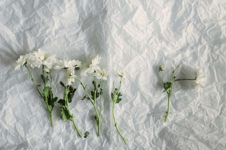 Flower on crumpled white paperの写真素材