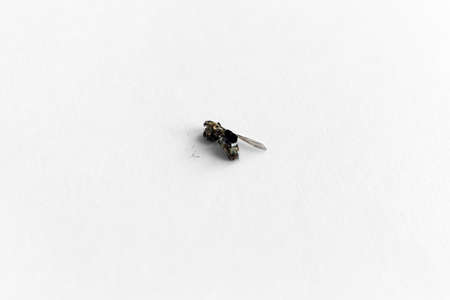 Dried fly on a white background