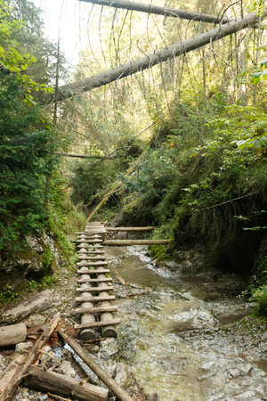 A path along a mountain stream. Fallen trees, forest and stairsの写真素材