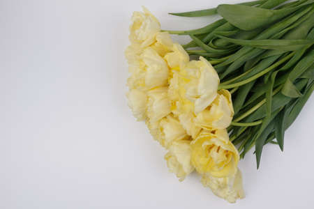 Bouquet of yellow tulips on a white background. Close-up. Isolateの写真素材