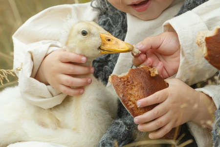 Children feed the duckling with bread. Close-upの写真素材