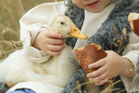 Children feed the duckling with bread. Close-upの写真素材
