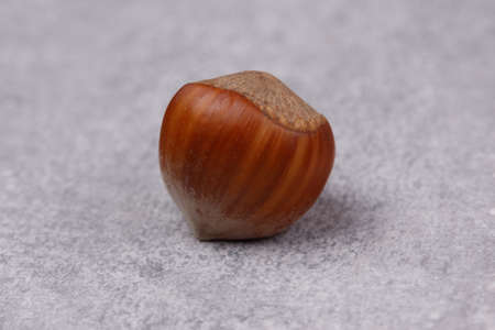 One hazelnut nut. Close-up. Macro shotの写真素材