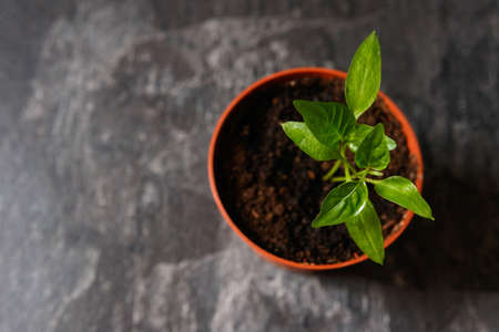 Sprouts of pepper in a pot. Close-upの写真素材