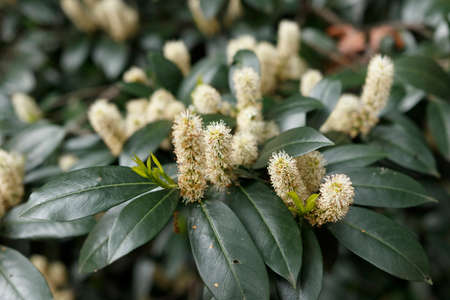 blooming arboretum in city park in spring close up