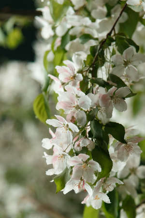 apple flowers close upの写真素材