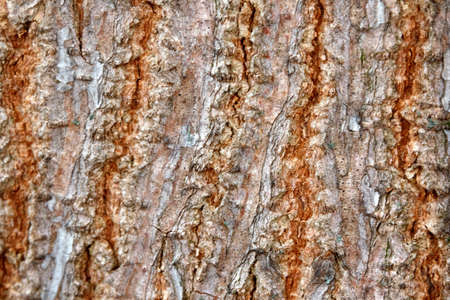The texture of the tree bark. Macro shotの写真素材