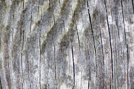 Texture of an old gray wooden board. Macro shot.の写真素材