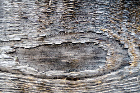 Texture of an old gray wooden board. Macro shot.の写真素材