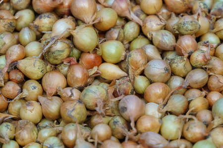 Onion seeds for sowing in the field. A lot of onions close-up. Background. Macro. In the center of the subject in focusの写真素材