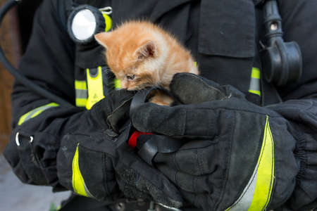 Red kitten in the hands of a lifeguard. Close-upの写真素材