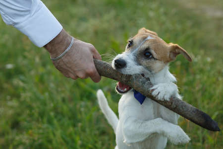 A puppy takes a stick from a person. Man's hand holds a stick, puppy grabbed a stick with his teeth