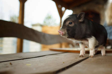 Little pig stands on the table and looks at the cameraの写真素材