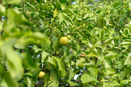 Yellow oranges and leaves on the branches of an orange tree. Close-upの写真素材