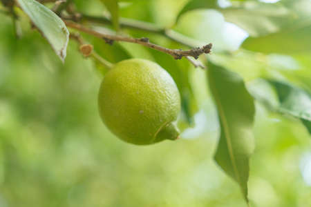 Green lemon and leaves on the branches of a lemon tree. Close-upの写真素材