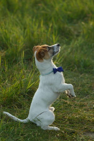 The puppy stands on its hind legs, on its neck a blue tie.の写真素材