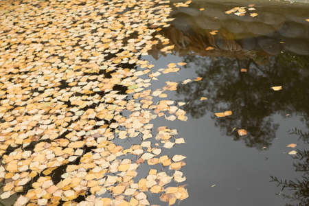 Yellow birch leaves falling on the water. Reflection of wood and stones in waterの写真素材
