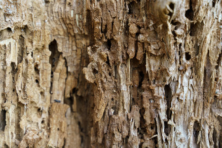 Textures. Texture of old decrepit wood with holes.の写真素材