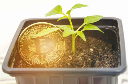 Cryptocurrency and business concept. Sprout plant as a symbol of growth up bitcoin crypto currency.の写真素材