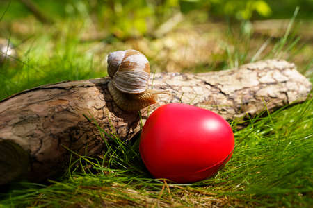 The snail crawls up the tree near the heart, which lies in the grass. Concept of ecology and positiveの写真素材