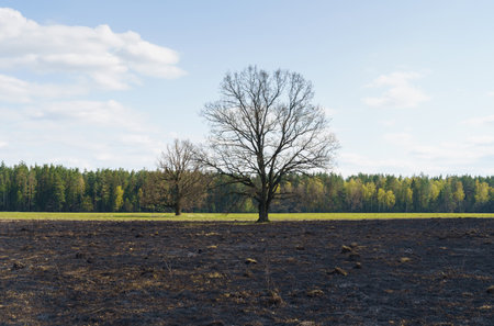 ecological concept. Scorched grass on the field. In the background is a tree and a forest.の写真素材