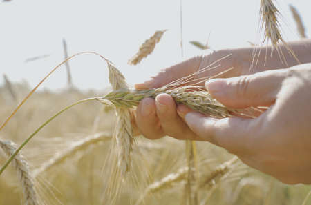 A farmer inspects a field with growing wheat, checks the quality of the grain. close up. Agro industrial concept.の写真素材