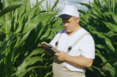 A farmer inspects a field with growing corn, looks at the leaves. Agro industrial concept.