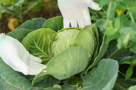 The gardener examines the leaves of organic cabbage. farming conceptの写真素材