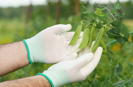 The gardener examines the pods of peas. Farming and gardening.の写真素材