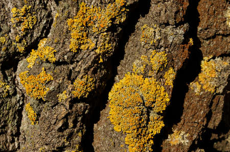 The bark of a tree with yellow lichen. Xanthoria lichen. close-upの写真素材