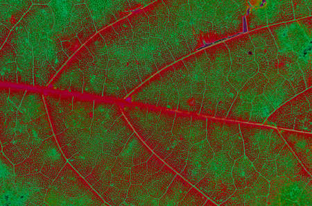 Abstract green-red maple leaf texture. backgrounds and texturesの写真素材