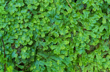 Close-up of the green texture of the small leaves of a plant. backgrounds and textures.