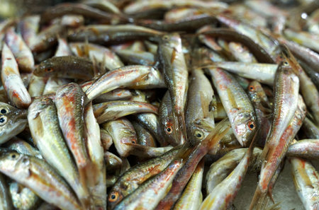 Fresh fish for sale at the fish market. Tulka, red mulletの写真素材