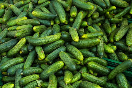 Showcase with cucumbers. Food market, close-up.
