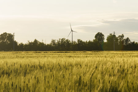 A golden rye field in the light of the setting sun with a wind turbine and trees in the background.の写真素材