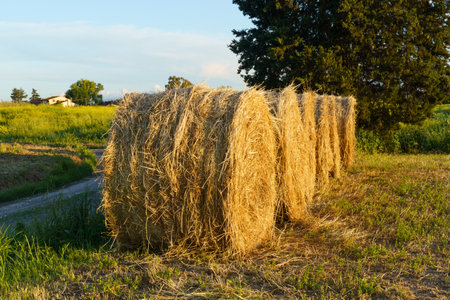 Along a dirt rural road lies a row of straw pressed into rolls, in the rays of the setting sun.の写真素材