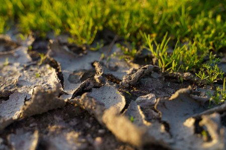 Dry and cracked soil after a drought, green grass nearby. climate change concept. Texture of dry soil.の写真素材