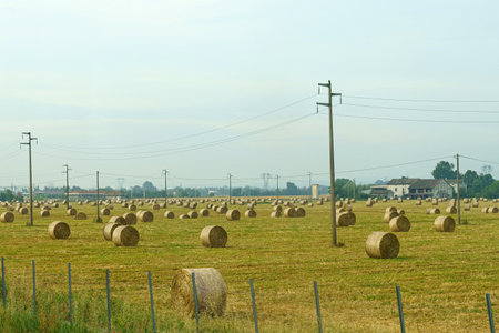 On the field near the farm are pressed rolls of straw.
