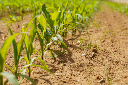 Green sprouts of corn in a cultivated agricultural field, low angle view. The concept of agriculture...