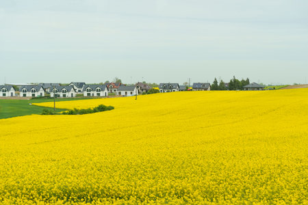 Yellow rapeseed field during flowering, near the village. agricultural concept.の写真素材