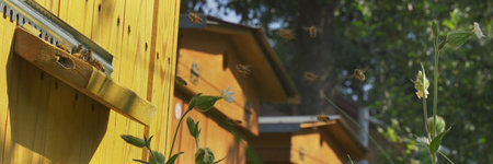 Bottom view of the beehive in the garden. Bees fly in and out of the hive.の写真素材
