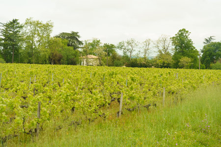Vineyards in the province of Aquitaine in spring. Farm buildings in the background.Selective sharpnessの写真素材