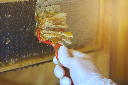 The beekeeper uses a special fork to print honeycombs. Close-up. Beekeeping.