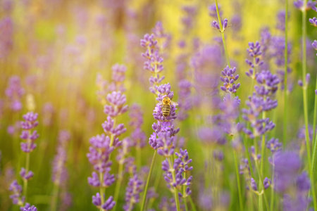A bee pollinates a flower of a lavender plant.