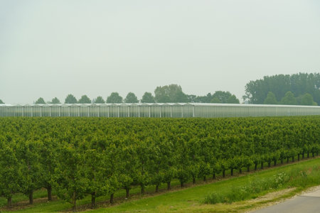 Rows of green fruit trees and covered greenhouses in spring. Agricultural concept.の写真素材