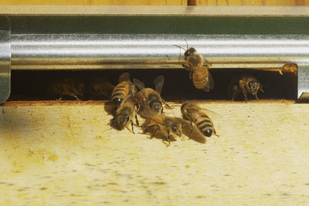 Bees fly in and out of the hive board. close-up. agricultural concept.