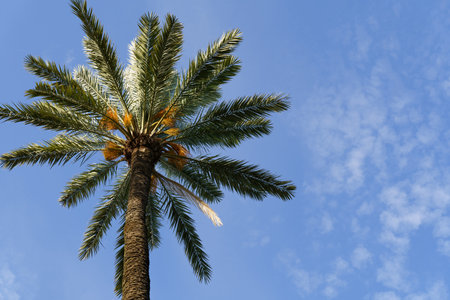 Palm tree branches against the blue sky. Background image.の写真素材